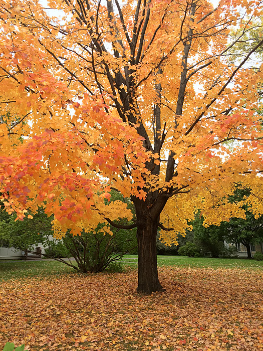 fall-tree
