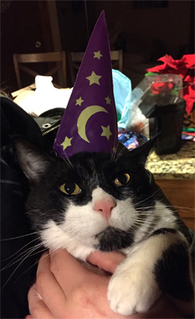 money wizard cat