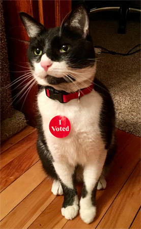 cash cat voting