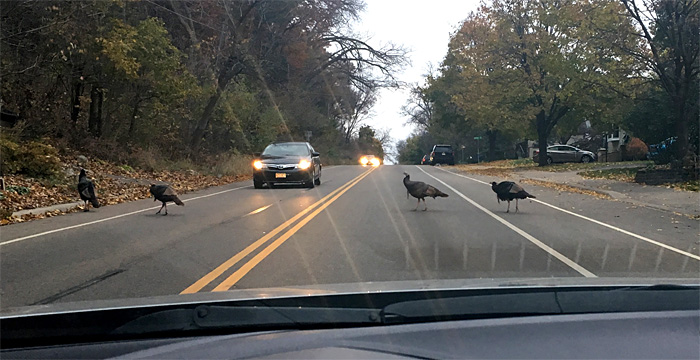 turkeys thanksgiving