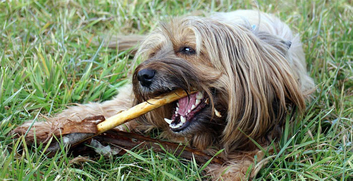 save money on dogs brushing teeth