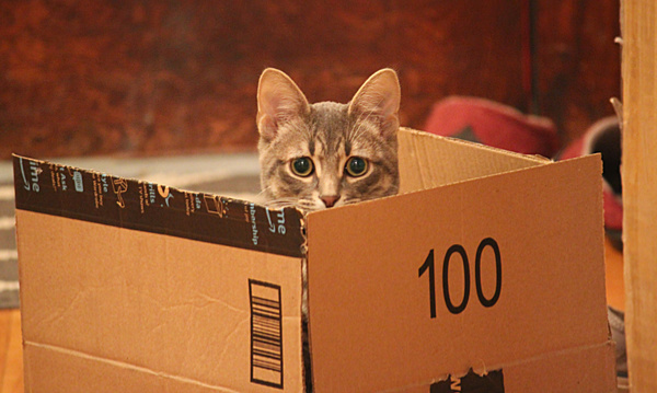 adoption cost - cat supplies