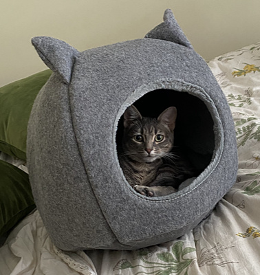 cat supplies - bed
