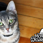 how much does it cost to adopt a cat
