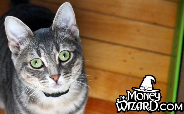 how-much-does-it-cost-to-adopt-a-cat-i-tracked-every-expense-for-6-months-my-money-wizard