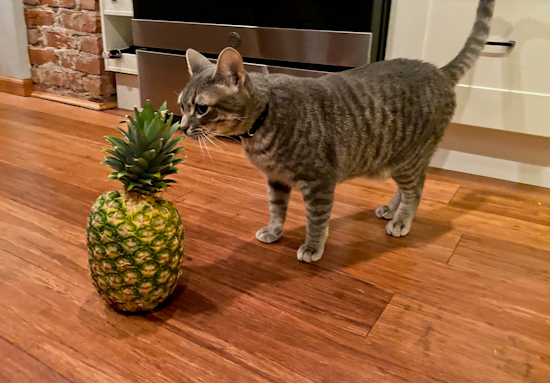 money meow pinapple