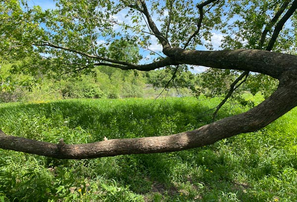 picnic branch