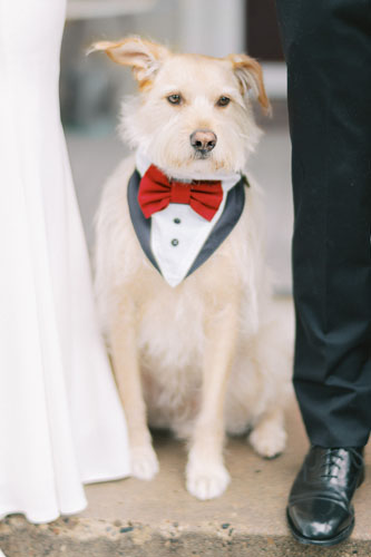 money pup wedding attire